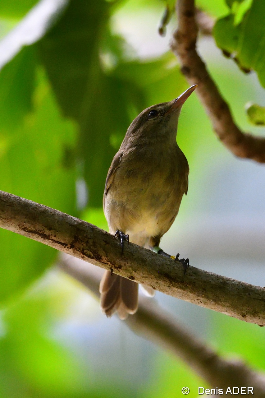 DSC_8830 Acrocephalus seychellensis Seychelles warbler_tn.jpg